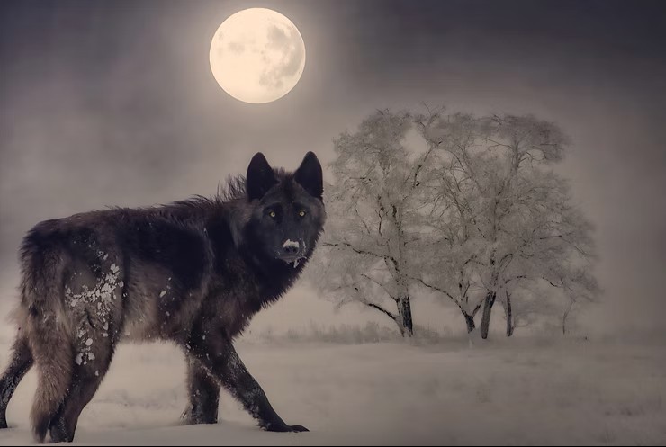 Pleine Lune du loup